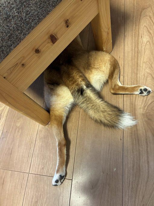 椅子の下にもぐった柴犬のおしり
