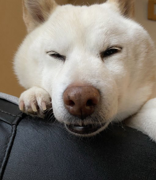 眠そうな柴犬
