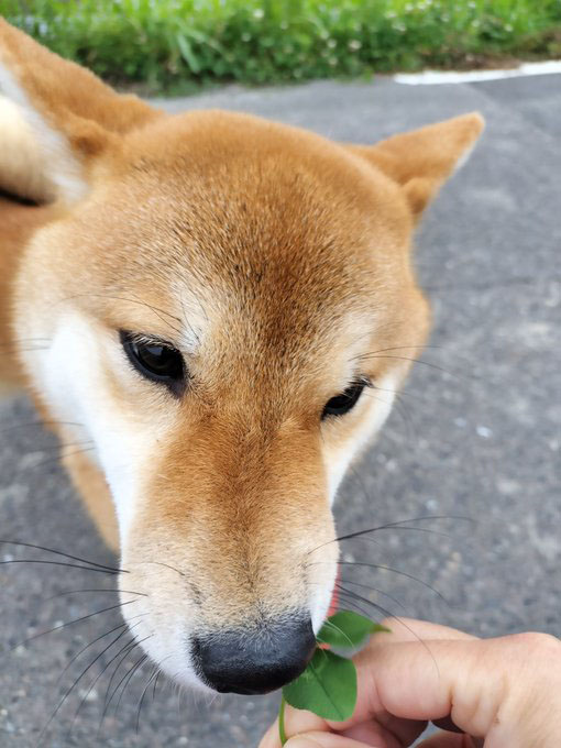 四葉のクローバーと柴犬