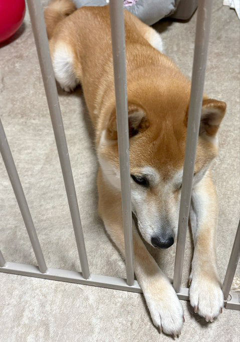 柴犬