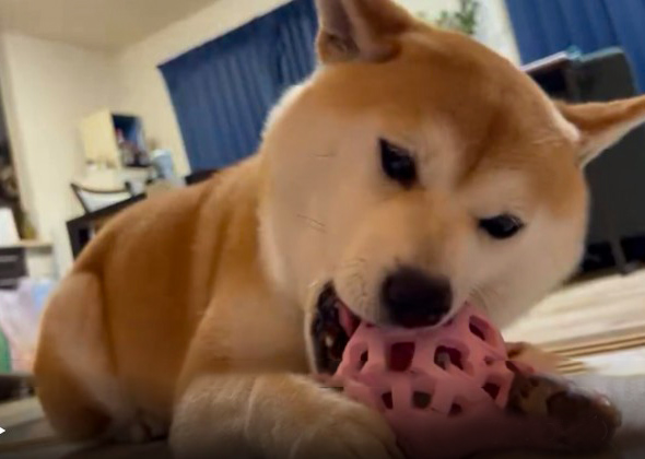 柴犬