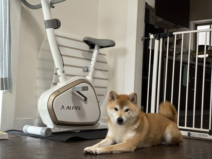 柴犬