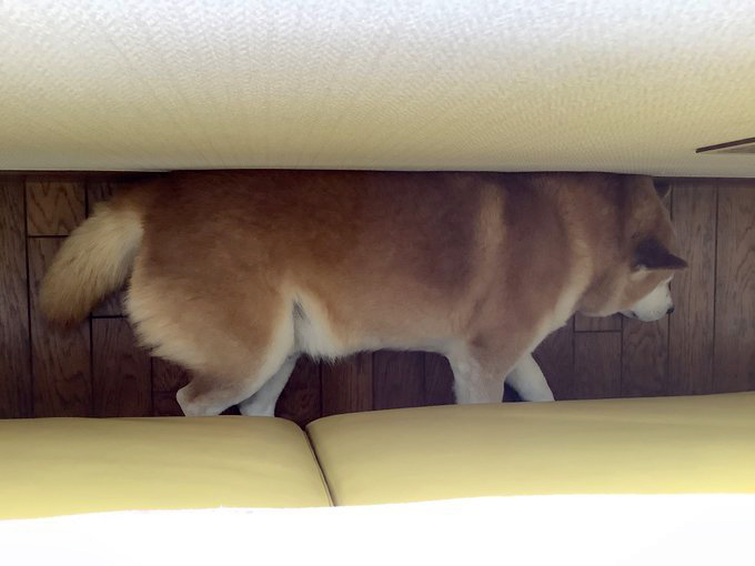 家具の隙間に入り込んだ柴犬