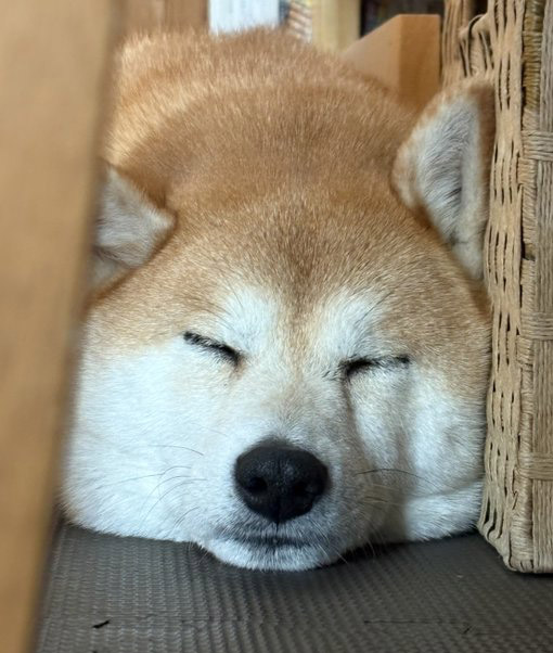 柴犬