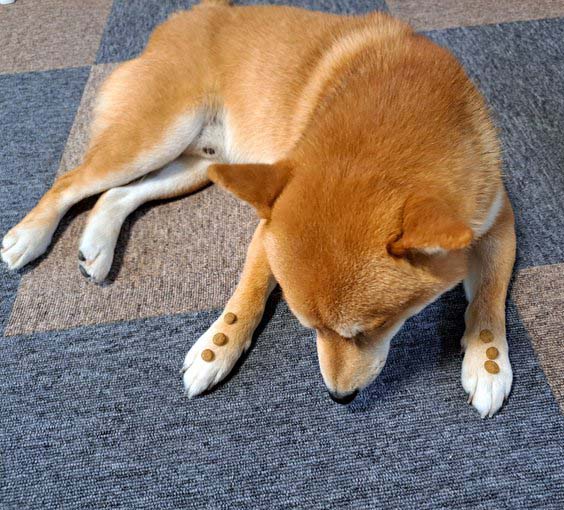 待てをする柴犬