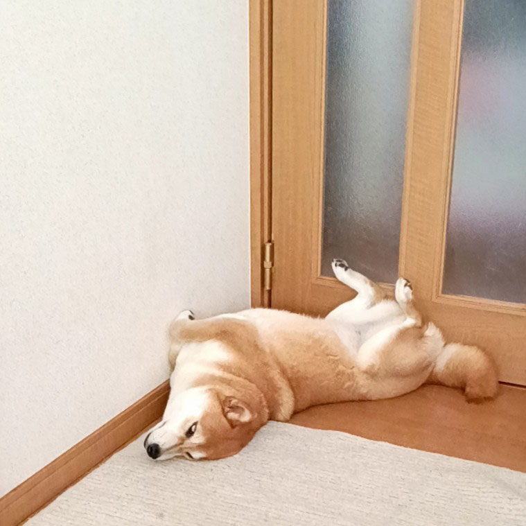 柴犬