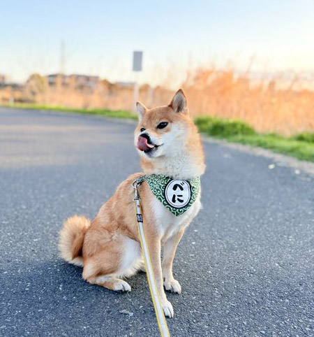 柴犬