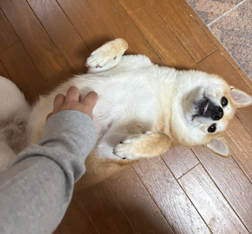 柴犬