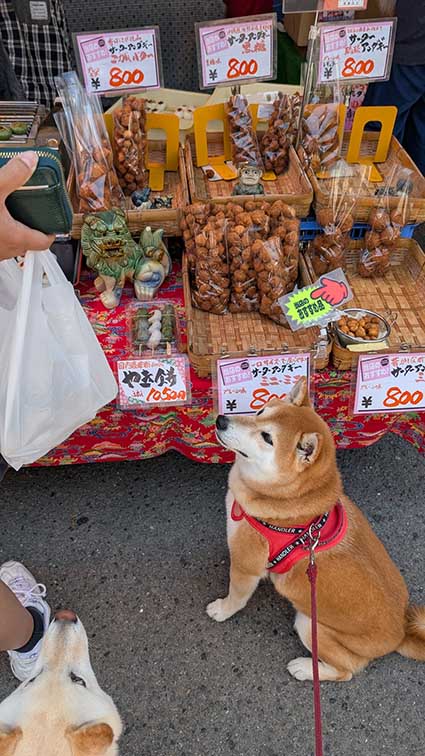 柴犬