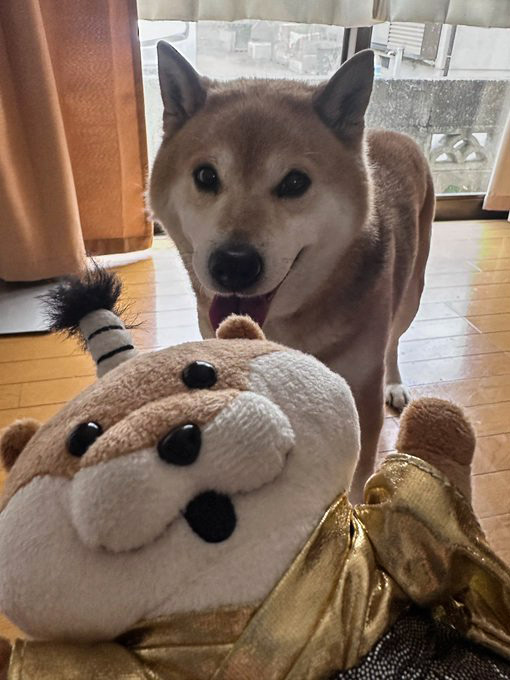 柴犬