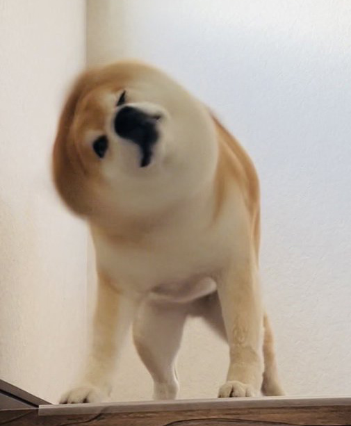 柴犬　ブルブル