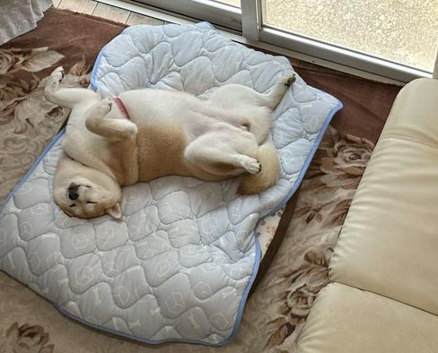 柴犬