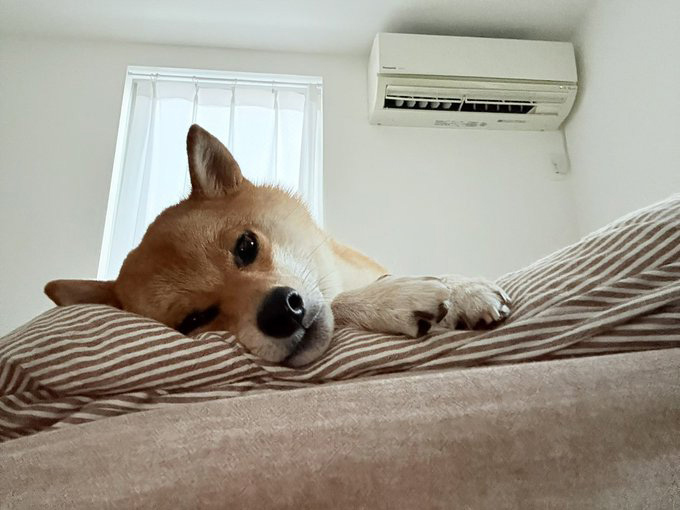 柴犬