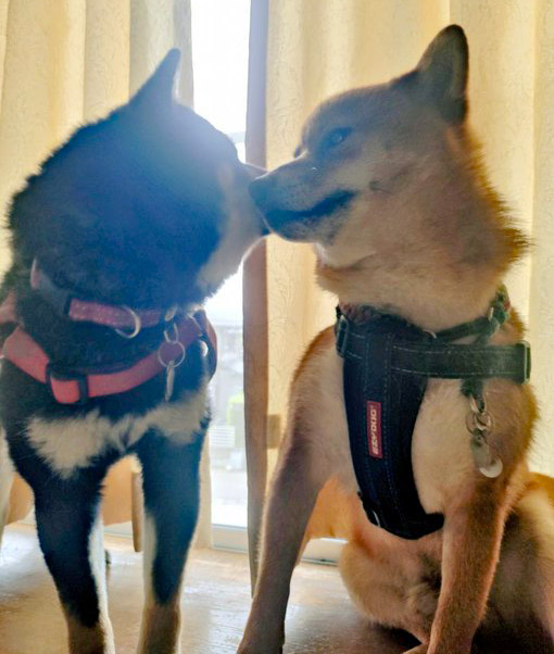 柴犬