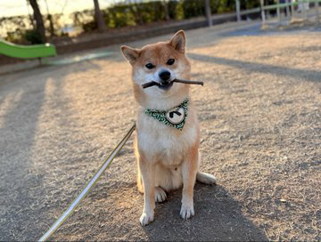 棒をくわえた柴犬