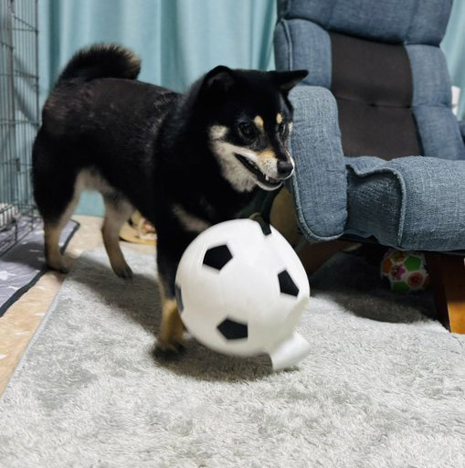 黒柴とサッカーボール