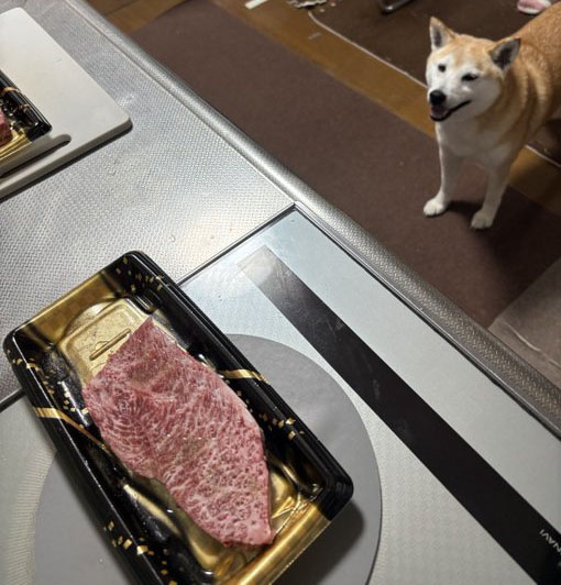 キッチンで肉を見つめる柴犬