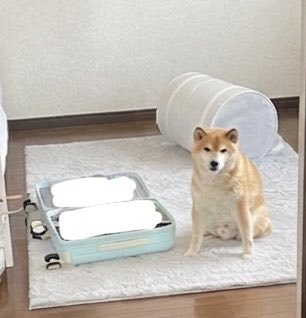 スーツケースと柴犬