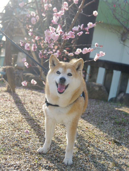 桜と柴犬