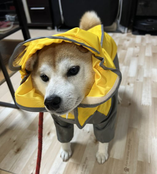 カッパを着た柴犬