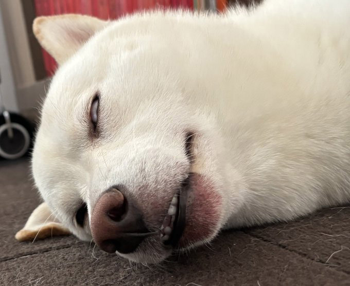 白目で寝る柴犬