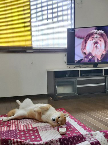 柴犬