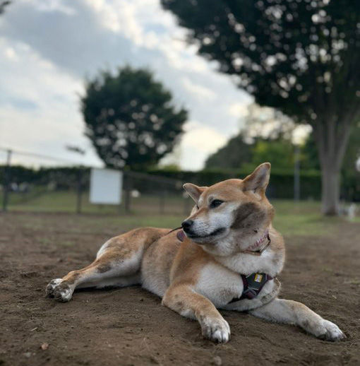 柴犬