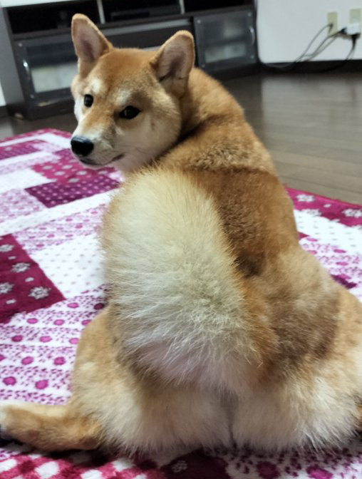 柴犬