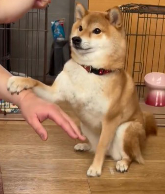 お手をする柴犬