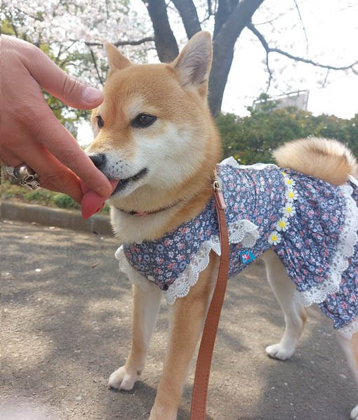 おやつをもらう柴犬