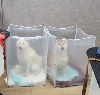 かごに入った柴犬