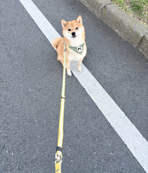 拒否柴