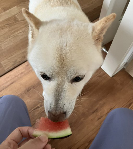 すいかを食べる柴犬