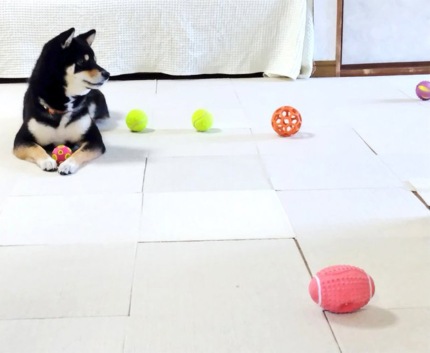 黒柴