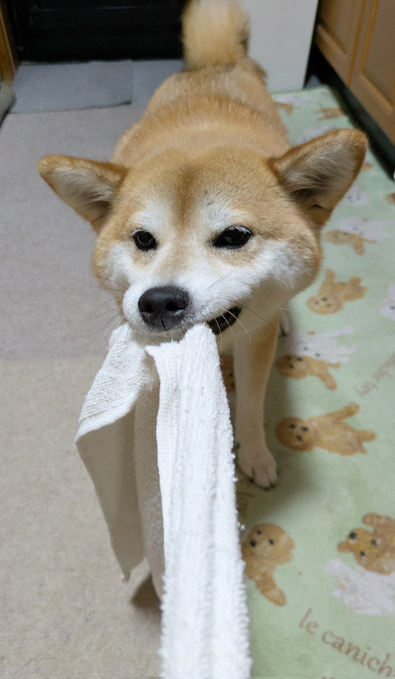 柴犬