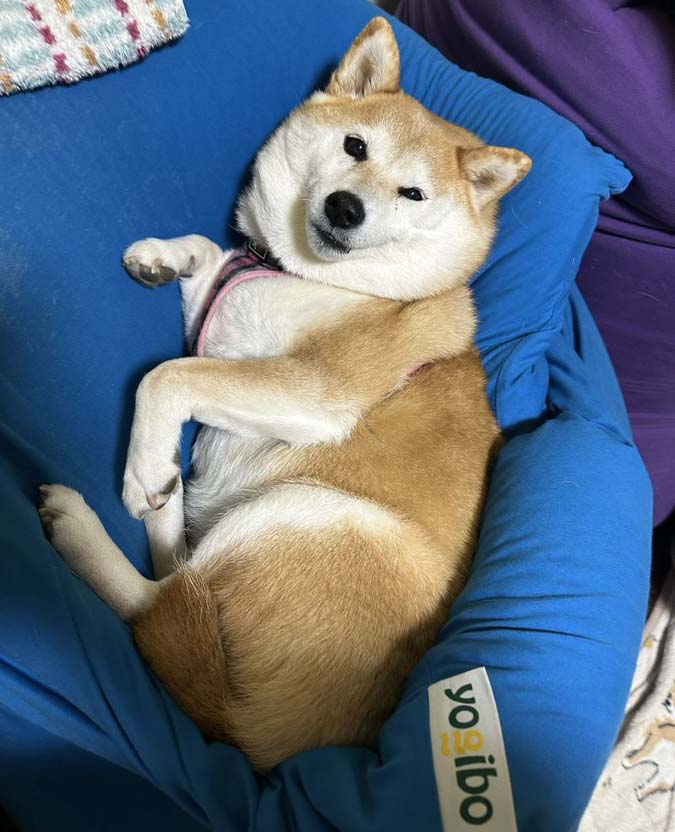 柴犬