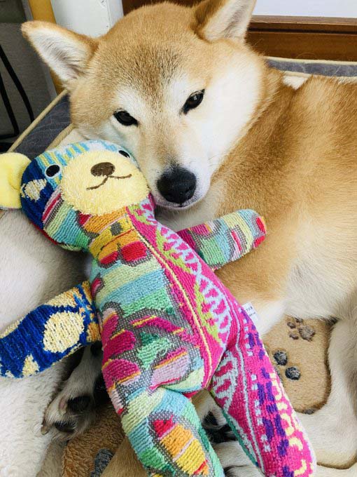 柴犬とぬいぐるみ
