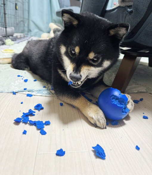 ボールを食いちぎる黒柴