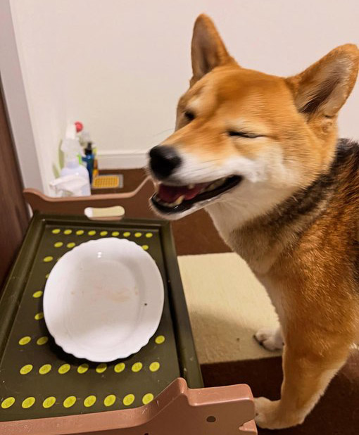 柴犬