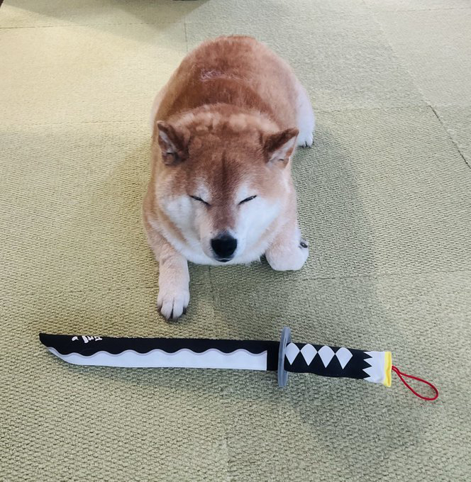 柴犬