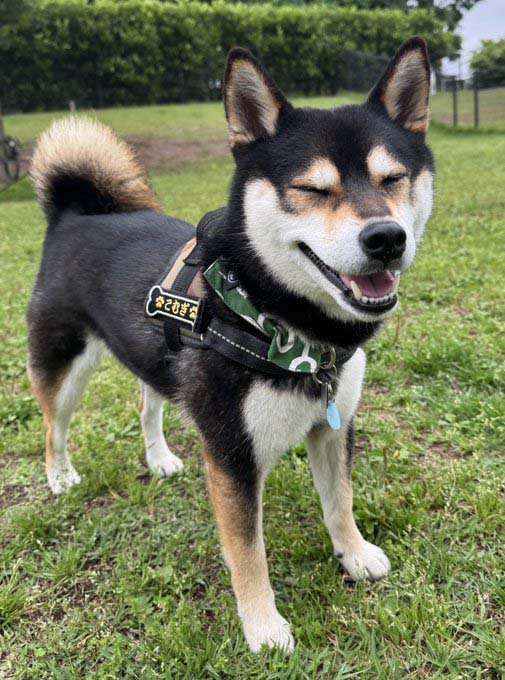 柴犬