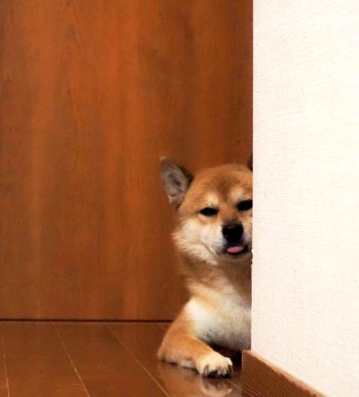 柴犬