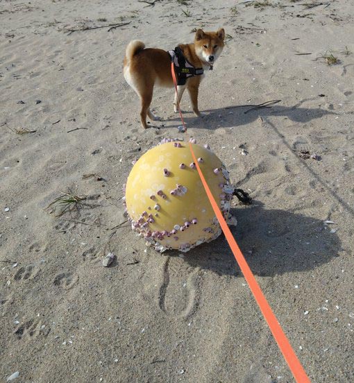 柴犬