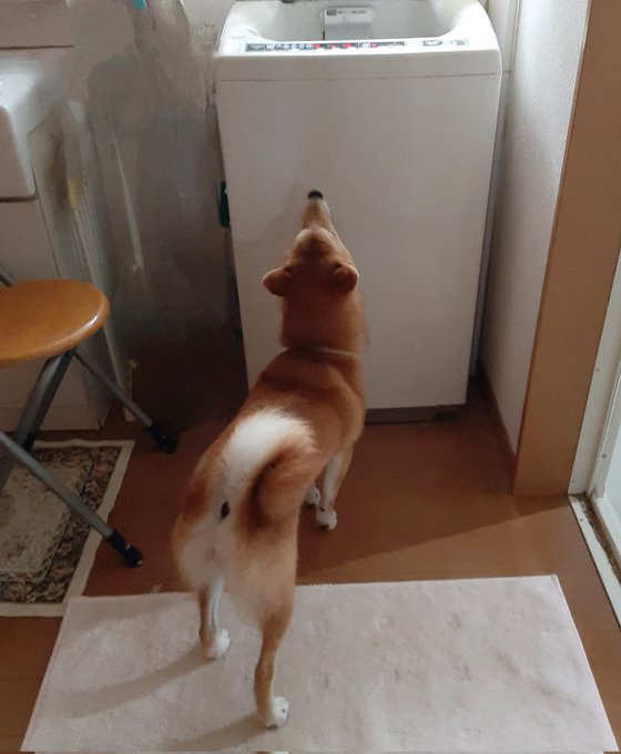 柴犬