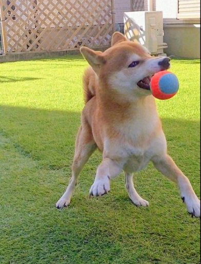 ボール遊びをする柴犬