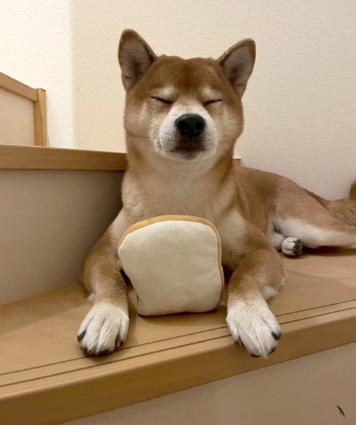 柴犬