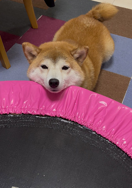 柴犬