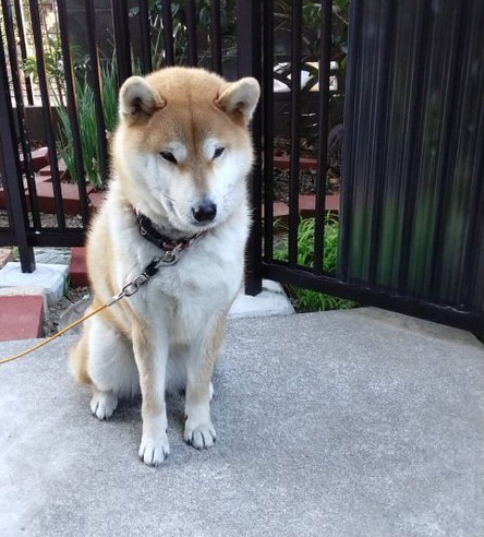 柴犬