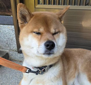 柴犬