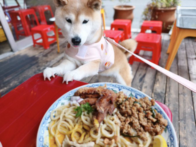 柴犬